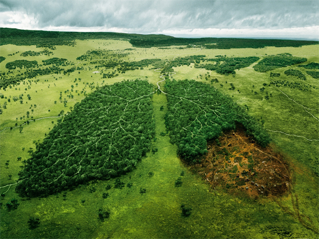 Dal 2000 disboscate oltre 1 milione di foreste vergini